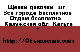 Щенки девочки 4шт - Все города Бесплатное » Отдам бесплатно   . Калужская обл.,Калуга г.